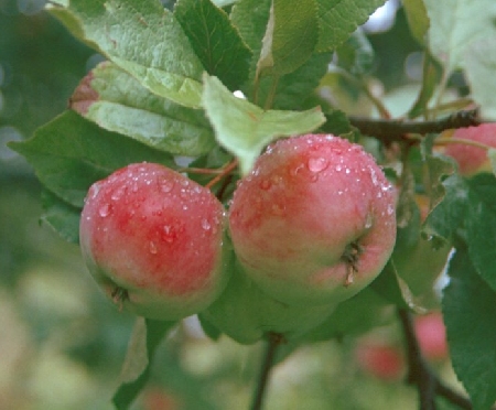 Malus domestica 'Punakaneli'